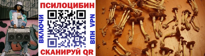 Купить закладки  Саянск  Псилоцибиновые грибы Psilocybine cubensis 